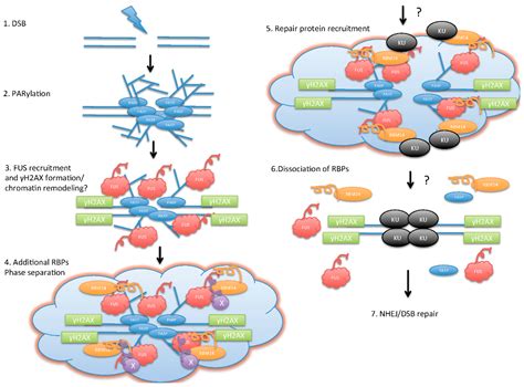 Roles of RNA-Binding Proteins in DNA Damage Response