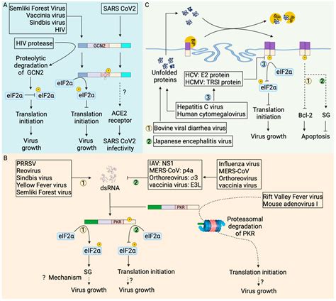 Cellular Stress: Modulator of Regulated Cell Death