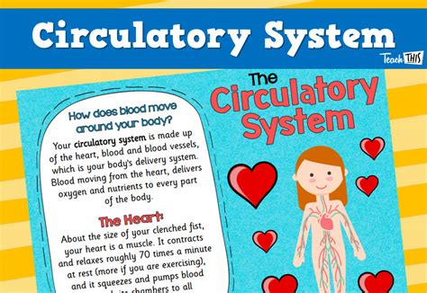Image result for Circulatory System Tutorial