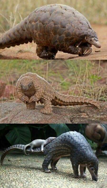 Image result for Pango Animals