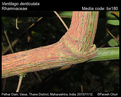 Ventilago denticulata | Butterfly