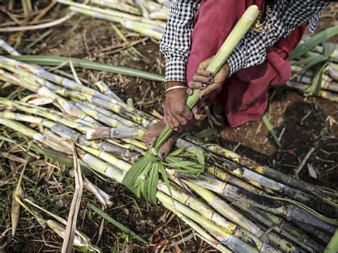 Anger that could not be contained anymore - Dream crop or farmers ...