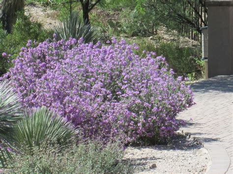 Texas Shrub With Purple Flowers