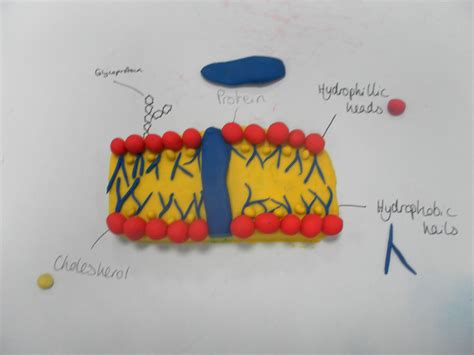 Lesson to consolidate student's knowledge of cell membranes. Ask them ...