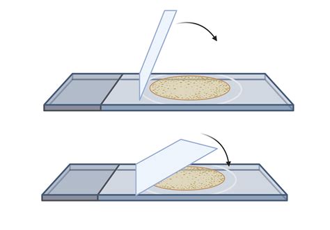 Basic Microscope Use 的图像结果