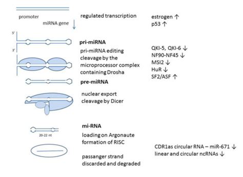 MiR-7 in Cancer Development