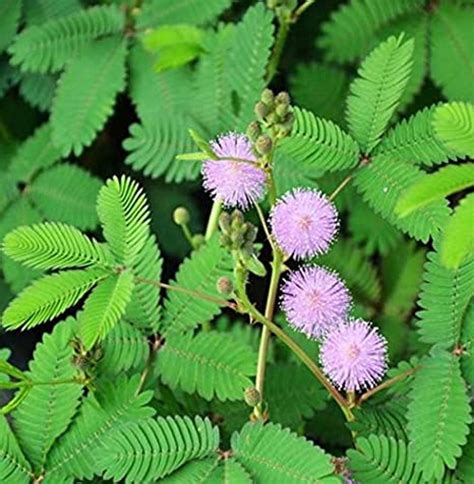 25 Seeds- Sensitive Plant Seeds- Touch Me Not-sleeping Grass-prayer ...