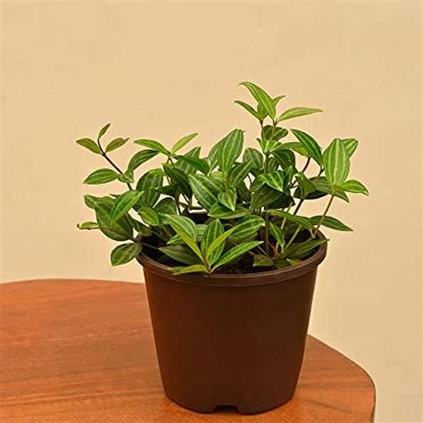 Ugaoo Peperomia Variagated Live Plant With Self Watering Pot : Amazon ...