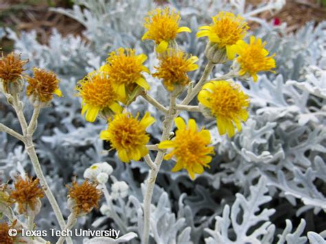 Dusty Miller | Herbaceous Plant Finder | Comprehensive Landscape Plant ...