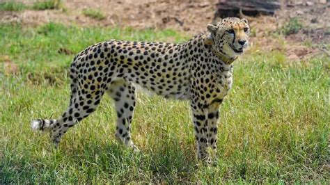 Another cheetah Suraj dies at Kuno National Park, 8th in five months ...