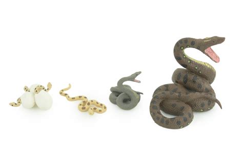 Image result for Python Life Cycle for Kids