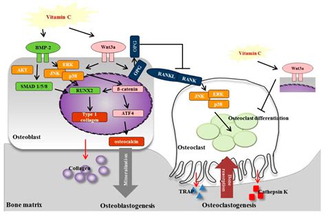 Vitamin C Activates Osteoblastogenesis and Inhibits Osteoclastogenesis ...