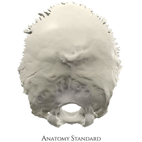 Anatomy Standard - Drawing Occipital bone: exterior (posterior) view ...