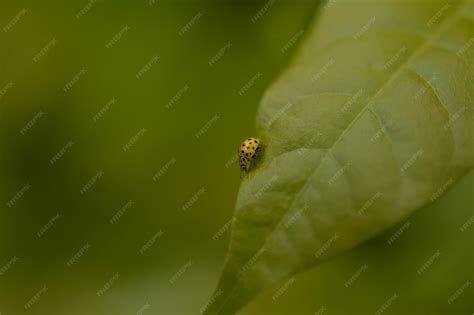 Premium Photo | Yellow ladybug small yellow bug with black spots on a leaf