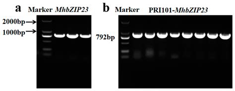Functional Identification of Malus halliana MhbZIP23 Gene Demonstrates ...