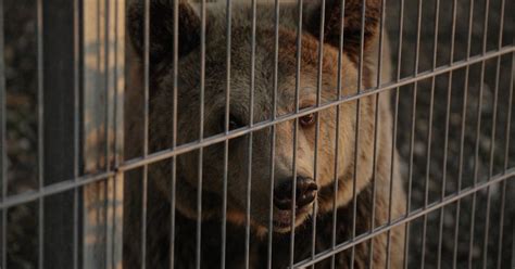 Albania: FOUR PAWS Rescues Lion and Bear Kept as Pets - FOUR PAWS ...