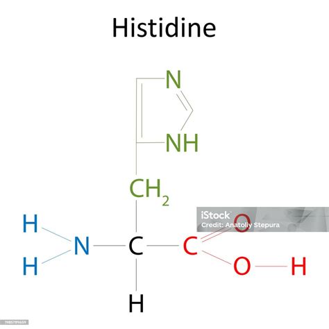 The Chemical Structure Of Histidine Stock Illustration - Download Image Now - Acid, Amino Acid ...