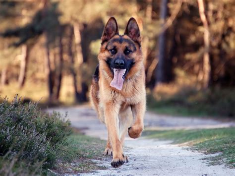 German Shepherd in Motion - HD Wallpaper