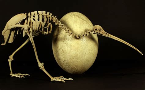 Kiwi Bird Egg Size Comparison