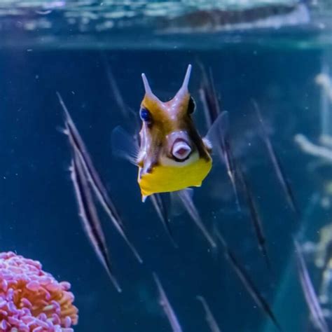 Image result for Boxfish Facts