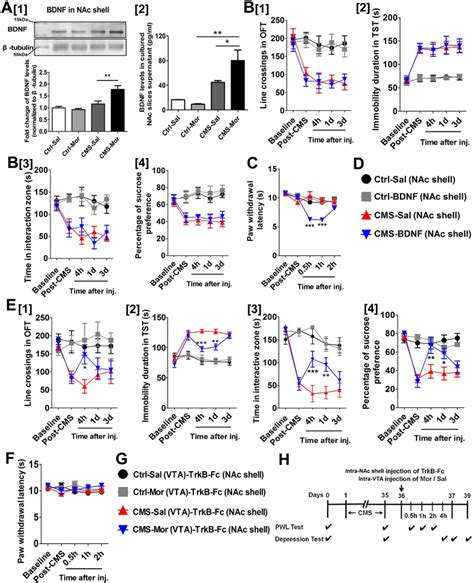 Image result for Bdmf Modulation