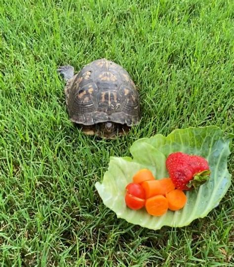 What Do Box Turtles Eat? (Pets vs Wild Box Turtles) - Reptile Advisor