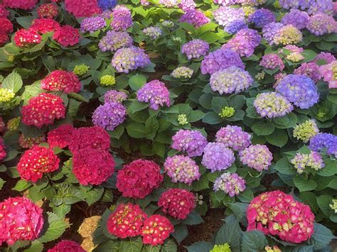 When Do Hydrangeas Bloom? Here's When to Expect Flowers
