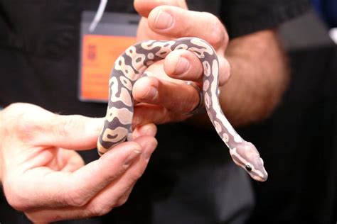 11 US Ball Python Breeders You Can Trust (Online & in-Store)