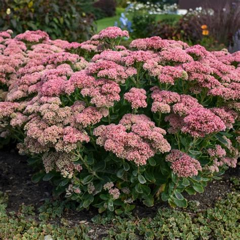 Autumn Joys: The Ultimate Sedum Plant Guide - Birds and Blooms