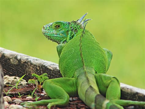 Definitive Guide To Green Iguana Facts, Habitat, Conservation Status, Zoo Populations, Pictures ... - habitat of iguana