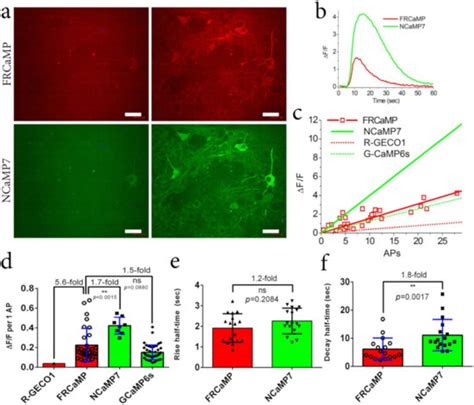 FRCaMP, a Red Fluorescent Genetically Encoded Calcium Indicator Based ...