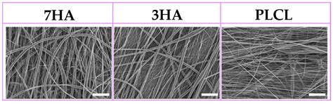 Electrospun Poly(L-lactide-co-ε-caprolactone) Nanofibers with ...