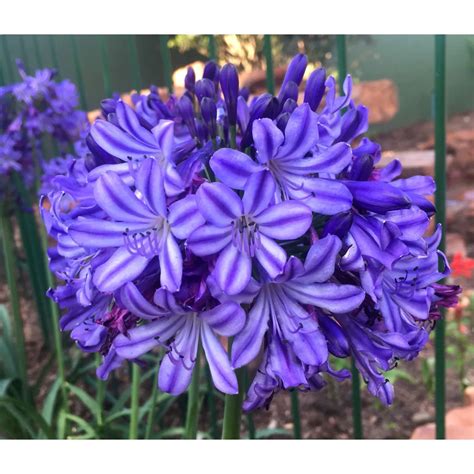 How to Grow and Care for Agapanthus