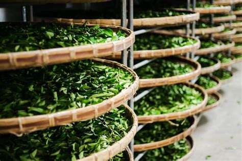 Image result for Tea Withering Process
