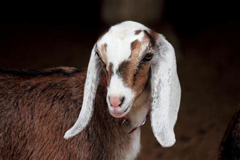 The Most Popular Dairy Goat Breeds