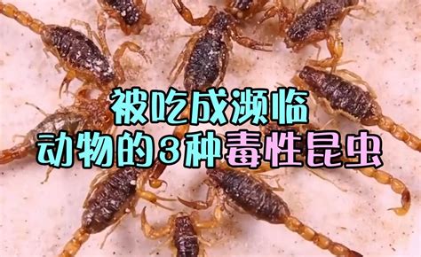 难以置信！这几种毒性超强的虫子被中国人吃到濒临灭绝！ - 知乎