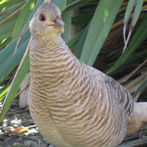 Yellow Golden Pheasant Female
