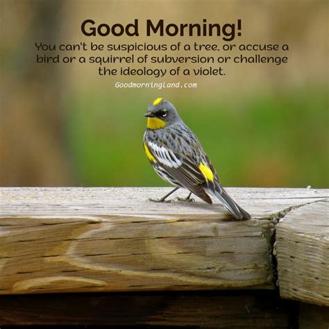 Good Morning Birds Images and Quotes