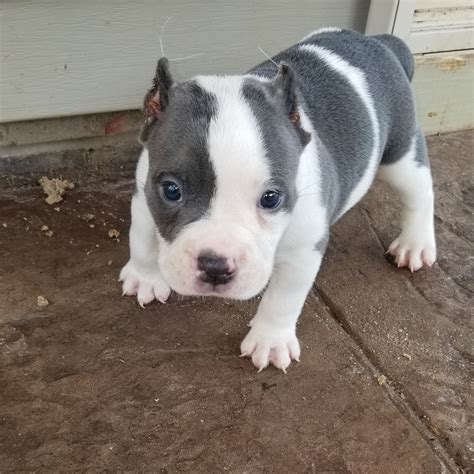 American Bully Puppies For Sale | Raleigh, NC #282544