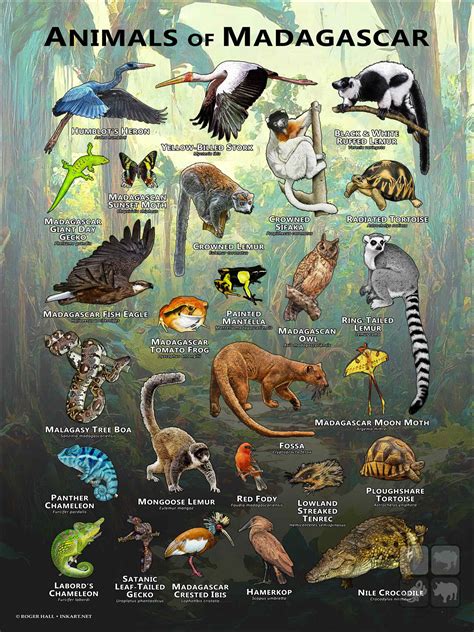 Animals of Madagascar Poster Print