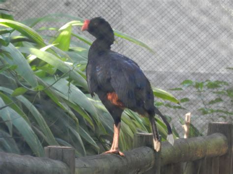 Razor-billed curassow - Salvador zoo (PZGV) - ZooChat