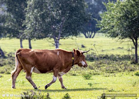 草原牛 的图像结果