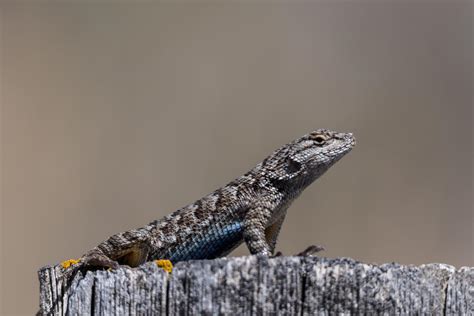 Western Fence Lizard (Sceloporus occidentalis) - From Montana's Only Known Population : r ...