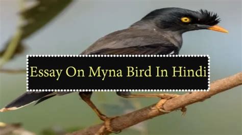 मैना पर निबंध | Essay On Myna Bird In Hindi