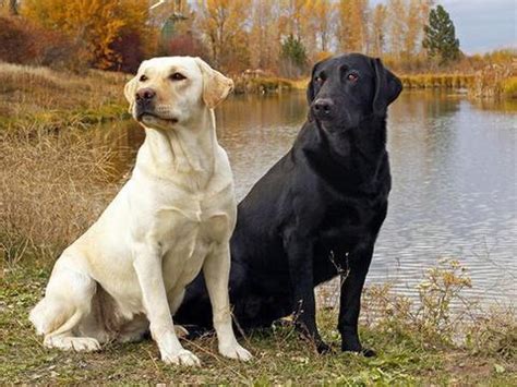 犬类中最“特殊”的8种狗狗，你认识哪一只？ - 哔哩哔哩