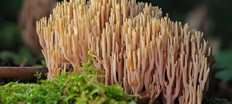 Mushrooms | RR #Mushrooms | Andhra Pradesh