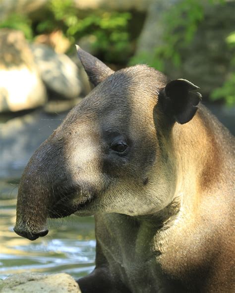 Bergen County Zoo Conservation - THE RIDGEWOOD BLOG.