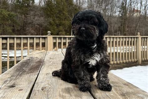 Image result for Cockapoo Grooming