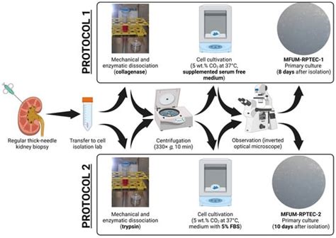 A Novel Protocol for Culturing Polarized Proximal Tubular Epithelial ...