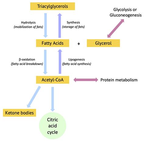 What Are Triglycerides Converted To at Rosie Halsey blog
